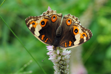 butterflies, butterfly, beautiful butterfly, butterflies perch on flowers,