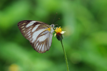 butterflies, butterfly, beautiful butterfly, butterflies perch on flowers,
