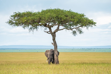 Elephant hiding under the tree 