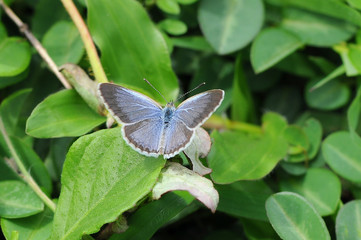 butterflies, butterfly, beautiful butterfly, butterflies perch on flowers,