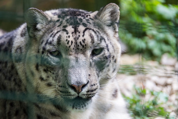 Zoo Veszprém in Hungary and Budapest