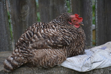 chicken in the village