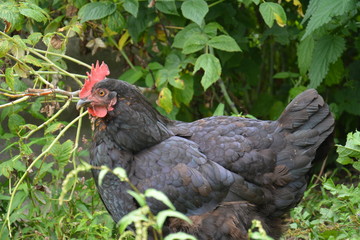 chicken in the village