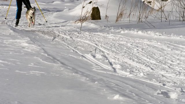 Siberian Huskies are running a sled race. Dogs demonstrate strength and perseverance