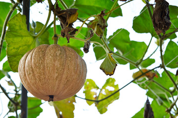 Growing pumpkin field