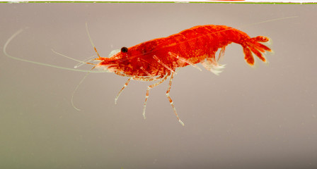 Neocaridina davidi variation Red cherry in the aquarium