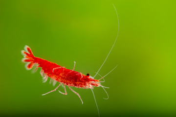 Neocaridina davidi variation Red cherry in the aquarium
