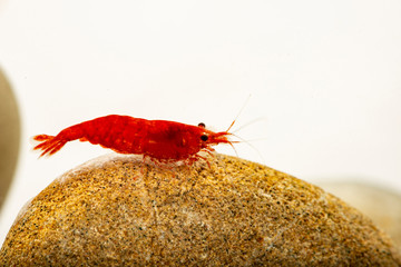 Neocaridina davidi variation Red cherry in the aquarium
