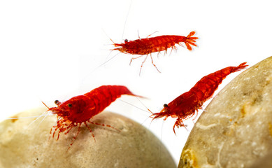 Neocaridina davidi variation Red cherry in the aquarium