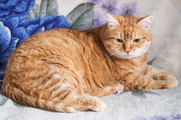 Fototapeta na wymiar Red cat is resting on a blanket.