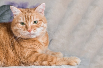 Red cat is resting on a blanket.