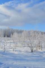 Obraz premium Winter landscape. Trees, shrubs and herbs are covered with hoarfrost. Cold wintry day.
