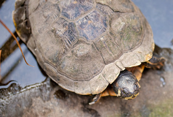 turtle in a little lake
