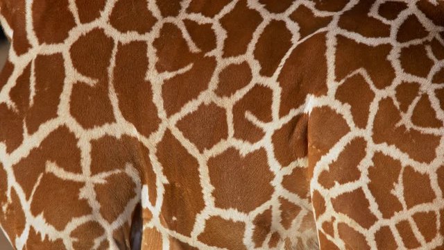 Reticulated giraffe (Giraffa camelopardalis reticulata) coat pattern