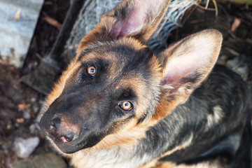 German Shepherd looks up in the frame.