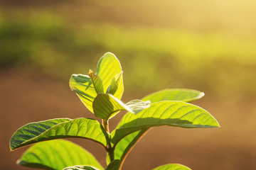 green leaf with sunlight in morning 