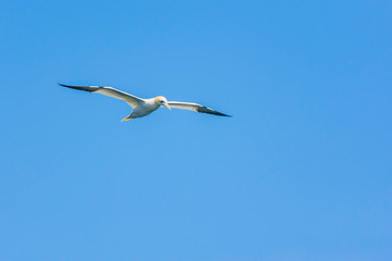 Gannet in flight and blue sky in background