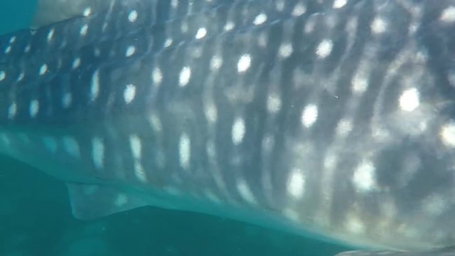 Tourists swim in the sea with whale sharks near the city of Oslob on the island of Cebu, Philippines. Watch the feeding of sharks in nature. hd 1920x1080 video gopro.