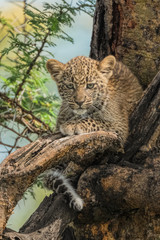 Leopard Cub in tree