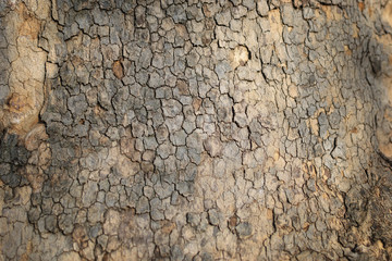 Oak bark, background, texture