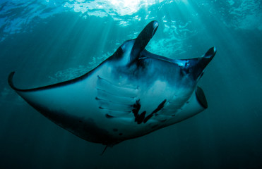 Manta rays in the ocean