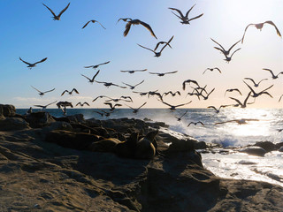 Departing Seagulls