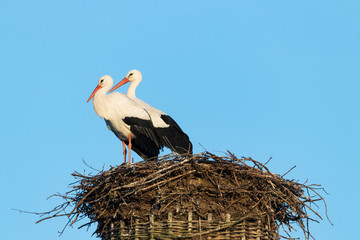 Störche im Nest