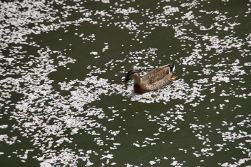 川面に浮かぶ鴨と桜の花びら