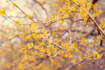 Dogwood tree blossoms in spring
