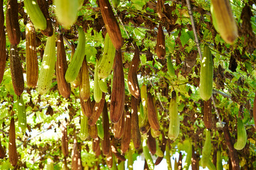 Growing gourd vegetable