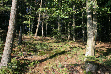 Morning in the forest. Sunlight and shadows trees. Ukraines Carpathian. Summer. 