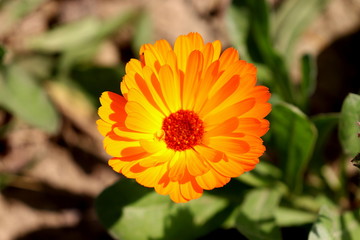orange flower in the garden