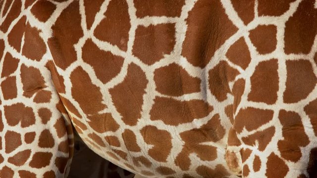 Reticulated giraffe (Giraffa camelopardalis reticulata) coat pattern