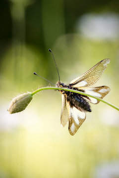 libelloides coccajus