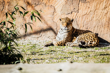 Jaguar allongé au soleil