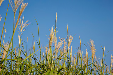 grass and blue sky