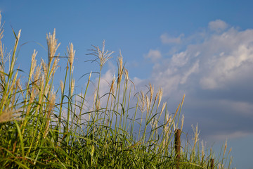 grass and blue sky