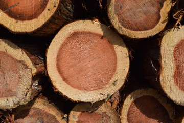 切り出された杉の丸太