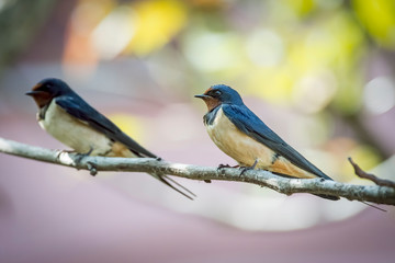 Fototapeta premium rondine