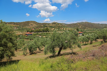 Fototapeta na wymiar Olive trees near Nea Skioni village in Greece