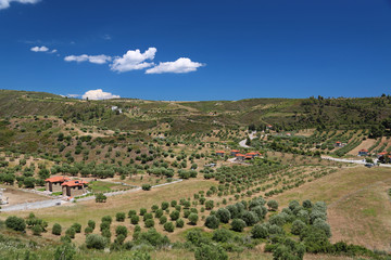 Fototapeta na wymiar Olive plantations in Nea Skioni village, Greece