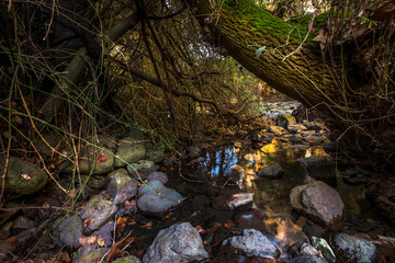 Fototapeta na wymiar stream under the tree in the forest