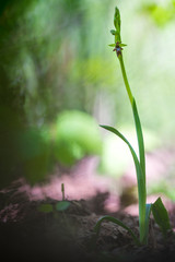 oprhys insectifera