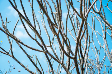 Copy space tree branch with summer blue sky