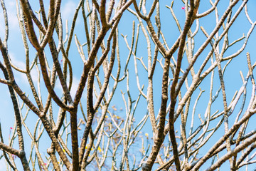 Copy space tree branch with summer blue sky