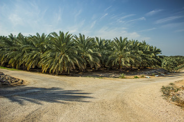 palm plantation nature park outdoor scenic landscape in rural tropic environment and vivid colorful clear summer weather time