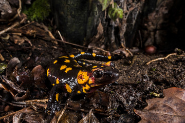 salamandra pezzata
