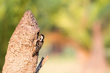 Spot-breasted Woodpecker