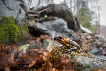 salamandra pezzata