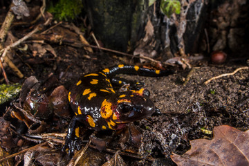 salamandra pezzata